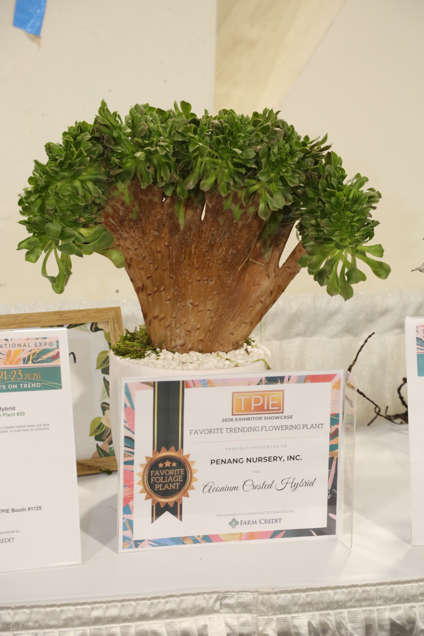 Aeonium Crested Hybrid